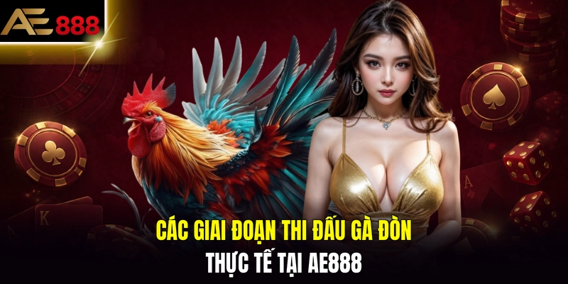 Các giai đoạn thi đấu gà đòn thực tế tại AE888