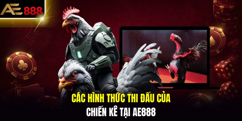 Các hình thức thi đấu của chiến kê tại AE888