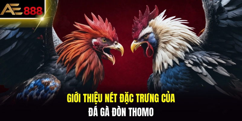 Giới thiệu nét đặc trưng của đá gà đòn Thomo